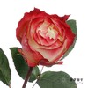 单头玫瑰 | 苹果 商品缩略图1