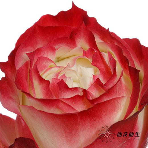 单头玫瑰 | 苹果 商品图3