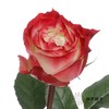 单头玫瑰 | 苹果 商品缩略图4