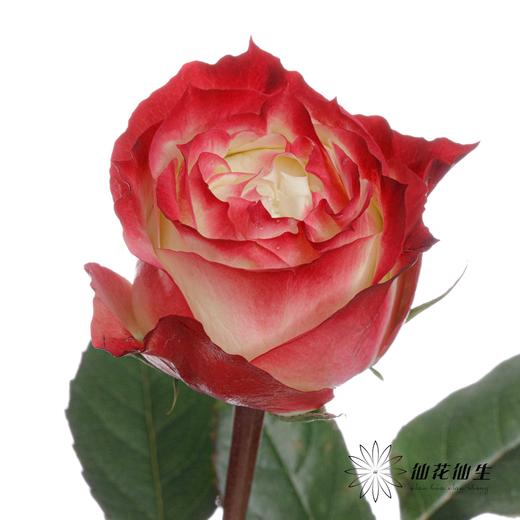 单头玫瑰 | 苹果 商品图4