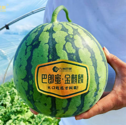 巴郎蜜麒麟西瓜9斤+ 商品图0