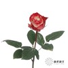 单头玫瑰 | 苹果 商品缩略图2