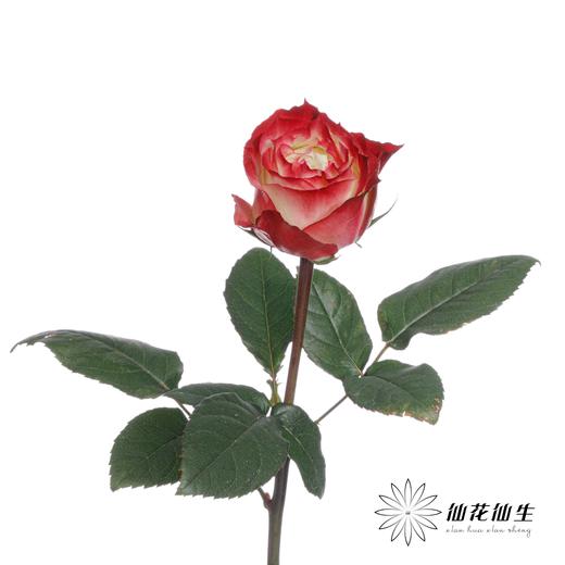 单头玫瑰 | 苹果 商品图2