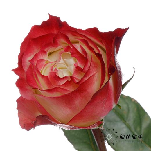 单头玫瑰 | 苹果 商品图5