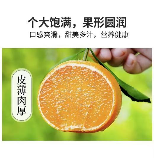 科阳高山红美人柑橘12只装 中果(70-75mm)(商) 商品图5
