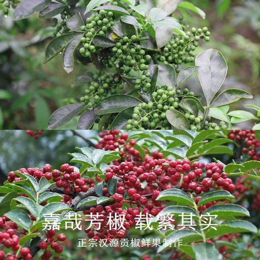 南食召本真藤椒油 商品图1