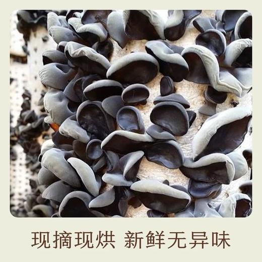 南食召有机黑木耳 250g 商品图2