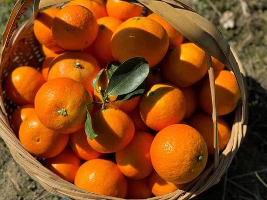 科阳高山红美人柑橘12只装 中果(70-75mm)(商) 商品图3