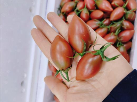 子弹头柿子一斤 商品图1