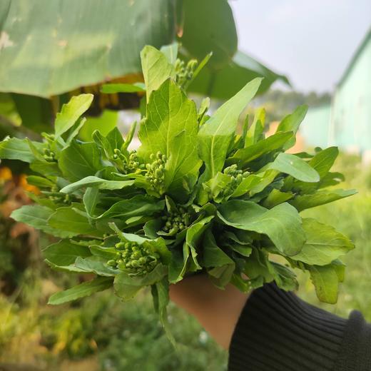 生态菜苔团购（混合装）| 绿家自产* Eco-Caitai group-buy | Self-production 商品图1