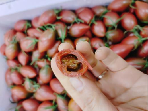 子弹头柿子一斤 商品图0