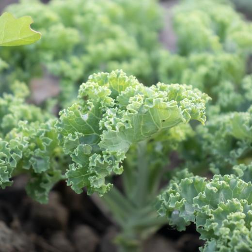 生态羽衣甘蓝（包邮） | 绿家自产*ecological curly kale | Self-production 商品图0