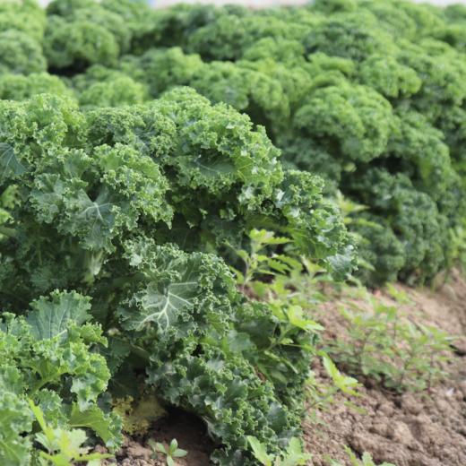 生态羽衣甘蓝（包邮） | 绿家自产*ecological curly kale | Self-production 商品图3