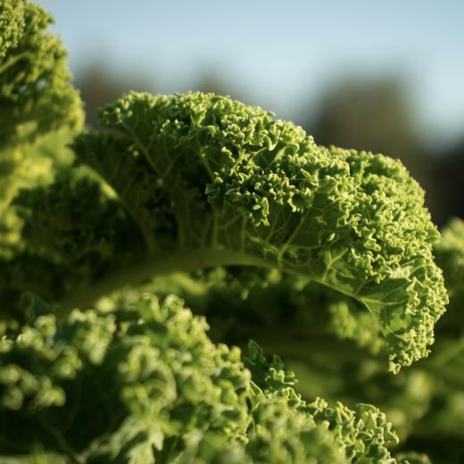 生态羽衣甘蓝（包邮） | 绿家自产*ecological curly kale | Self-production 商品图4