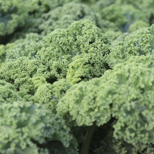 生态羽衣甘蓝（包邮） | 绿家自产*ecological curly kale | Self-production 商品图1