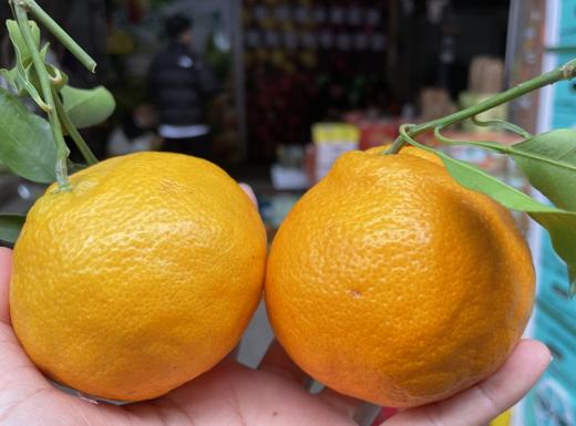 【甜&鲜】春见粑粑柑 行走的果粒橙，果粒爆满，水分好，甜度足，简直让我欲罢不能！ 商品图3