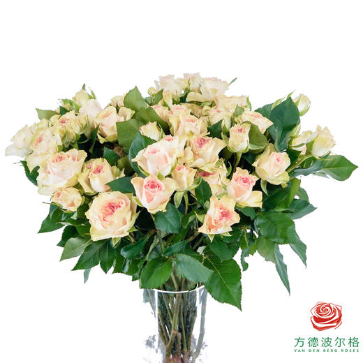 秘境 10枝一扎 商品图0