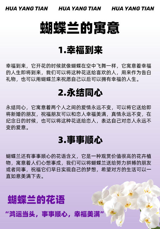 花开见福 · 蝴蝶兰盆栽 商品图3