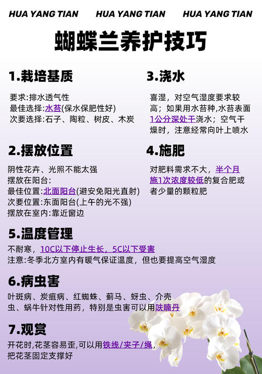花开见福 · 蝴蝶兰盆栽 商品图4