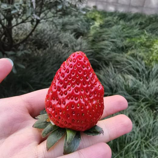 建德红颜草莓  商品图1