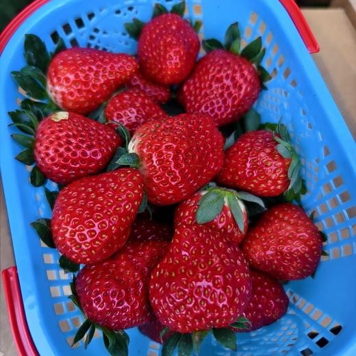 建德红颜草莓  商品图3