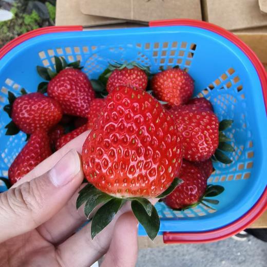 建德红颜草莓  商品图4