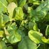 源频·菠菜 750g 商品缩略图1