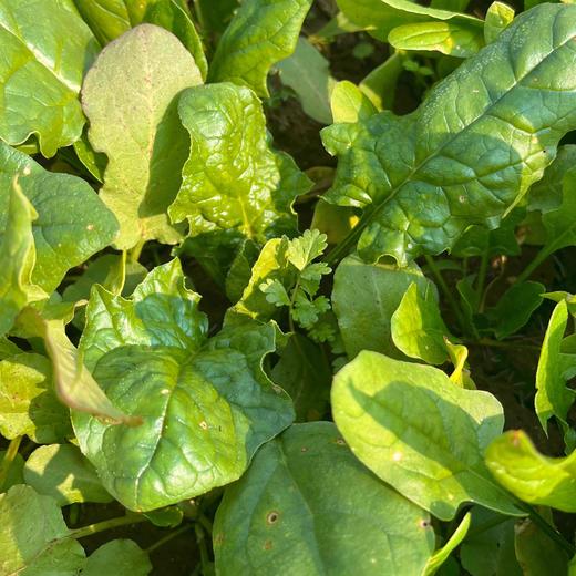 源频·菠菜 750g 商品图1