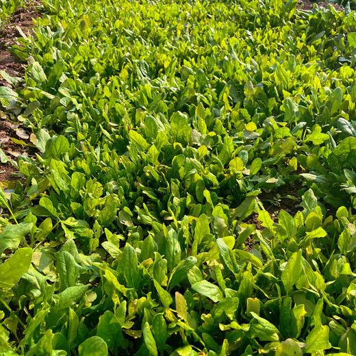 源频·菠菜 750g 商品图3