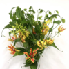 3月21日日本混色嘉兰（70cm-80cm）-10支易损花材，联系客服拍照发货发出没有售后 商品缩略图0