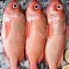 【野生海产】红石斑鱼300-400g 大西洋纯净海域 商品缩略图7