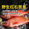 【野生海产】红石斑鱼300-400g 大西洋纯净海域 商品缩略图2