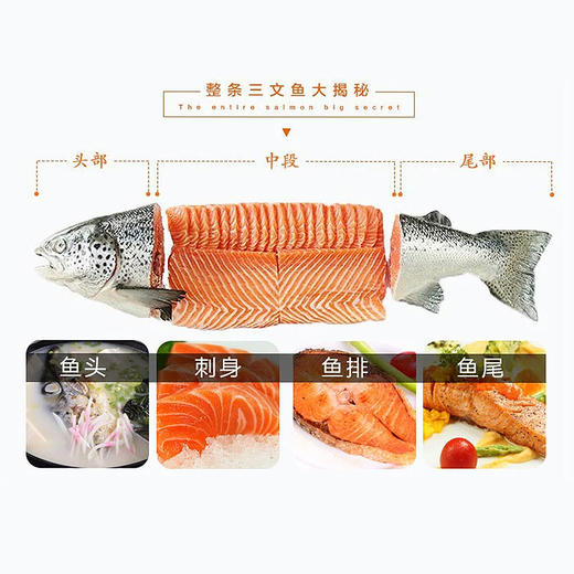 三文鱼整条6300±100g/条 原料原产国-智利 商品图2