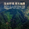 滇红 | 凤宁号 高山古树 精选紫芽 野韵天香高端红茶礼盒80g/盒 商品缩略图6