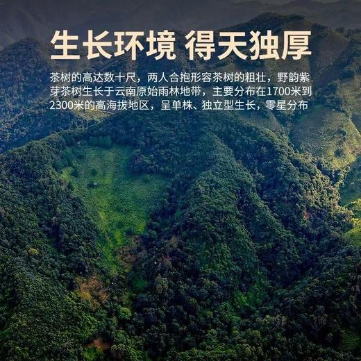 滇红 | 凤宁号 高山古树 精选紫芽 野韵天香高端红茶礼盒80g/盒 商品图6