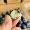 【纯甜】怡颗莓进口蓝莓,又脆又甜，蓝莓味也浓，爱眼护眼， 商品缩略图5