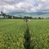 【大理粳米】苍山脚下生态种植一年一季不抛光不打蜡/25年新米 含胚芽营养更丰富 5斤/袋包邮 商品缩略图8