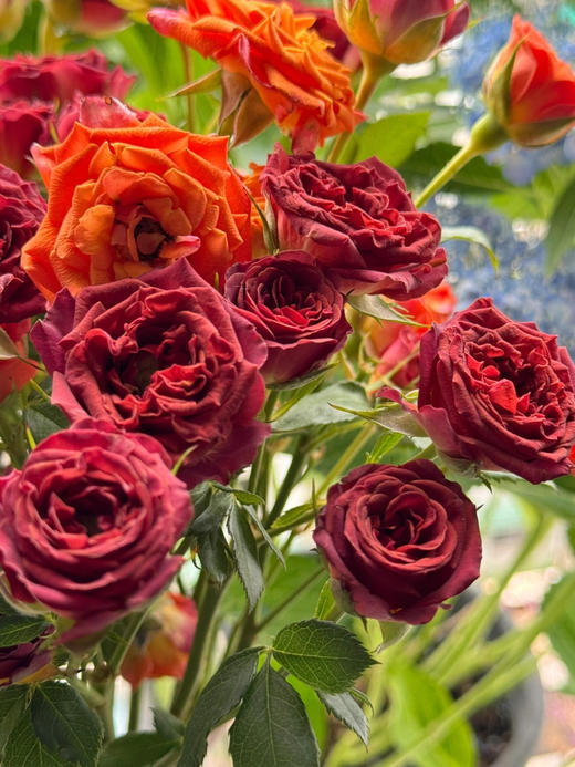 【氛围感天菜】巧克力泡泡多头玫瑰5支+橙色芭比多头玫瑰5支 商品图3