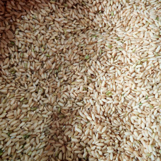 【大理粳米】苍山脚下生态种植一年一季不抛光不打蜡/25年新米 含胚芽营养更丰富 5斤/袋包邮 商品图10