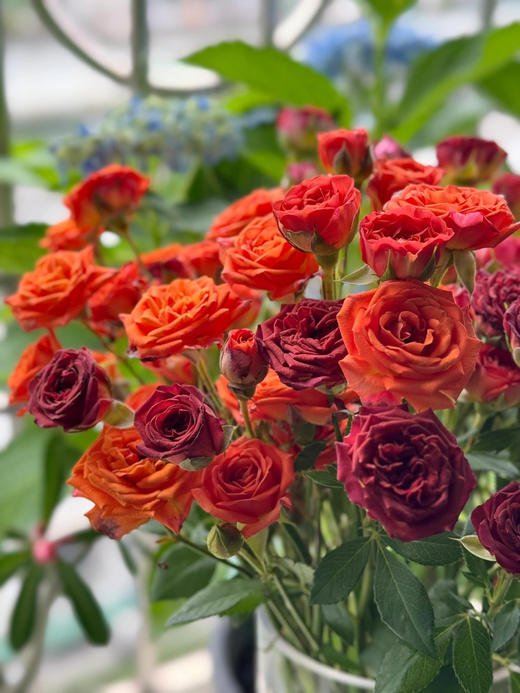 【氛围感天菜】巧克力泡泡多头玫瑰5支+橙色芭比多头玫瑰5支 商品图2