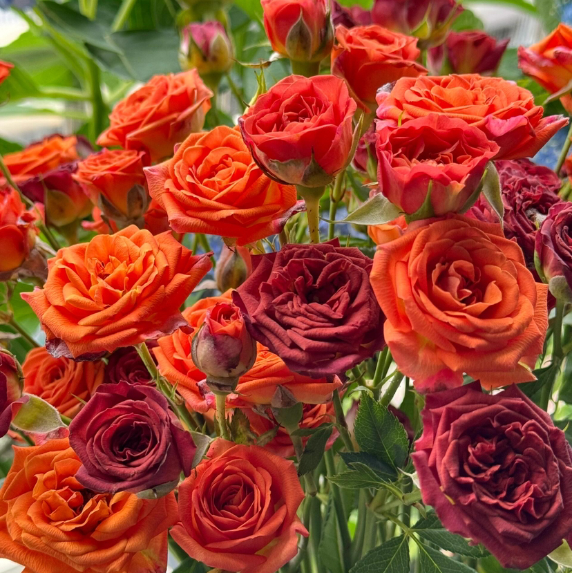 【氛围感天菜】巧克力泡泡多头玫瑰5支+橙色芭比多头玫瑰5支