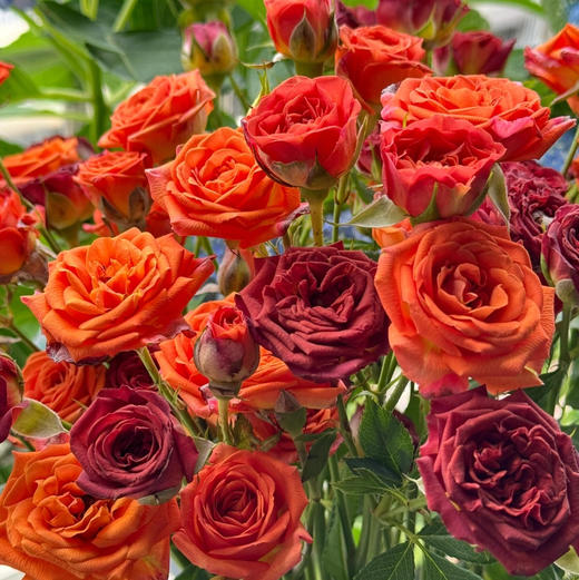 【氛围感天菜】巧克力泡泡多头玫瑰5支+橙色芭比多头玫瑰5支 商品图0