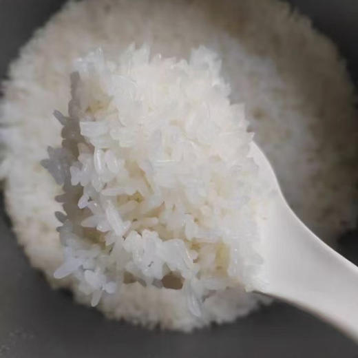 【大理粳米】苍山脚下生态种植一年一季不抛光不打蜡/25年新米 含胚芽营养更丰富 5斤/袋包邮 商品图2