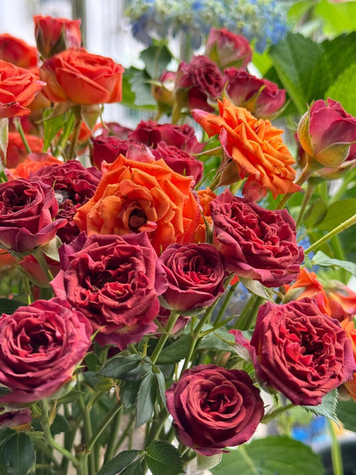 【氛围感天菜】巧克力泡泡多头玫瑰5支+橙色芭比多头玫瑰5支 商品图4