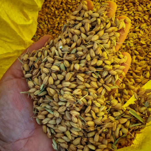 【大理粳米】苍山脚下生态种植一年一季不抛光不打蜡/25年新米 含胚芽营养更丰富 5斤/袋包邮 商品图3