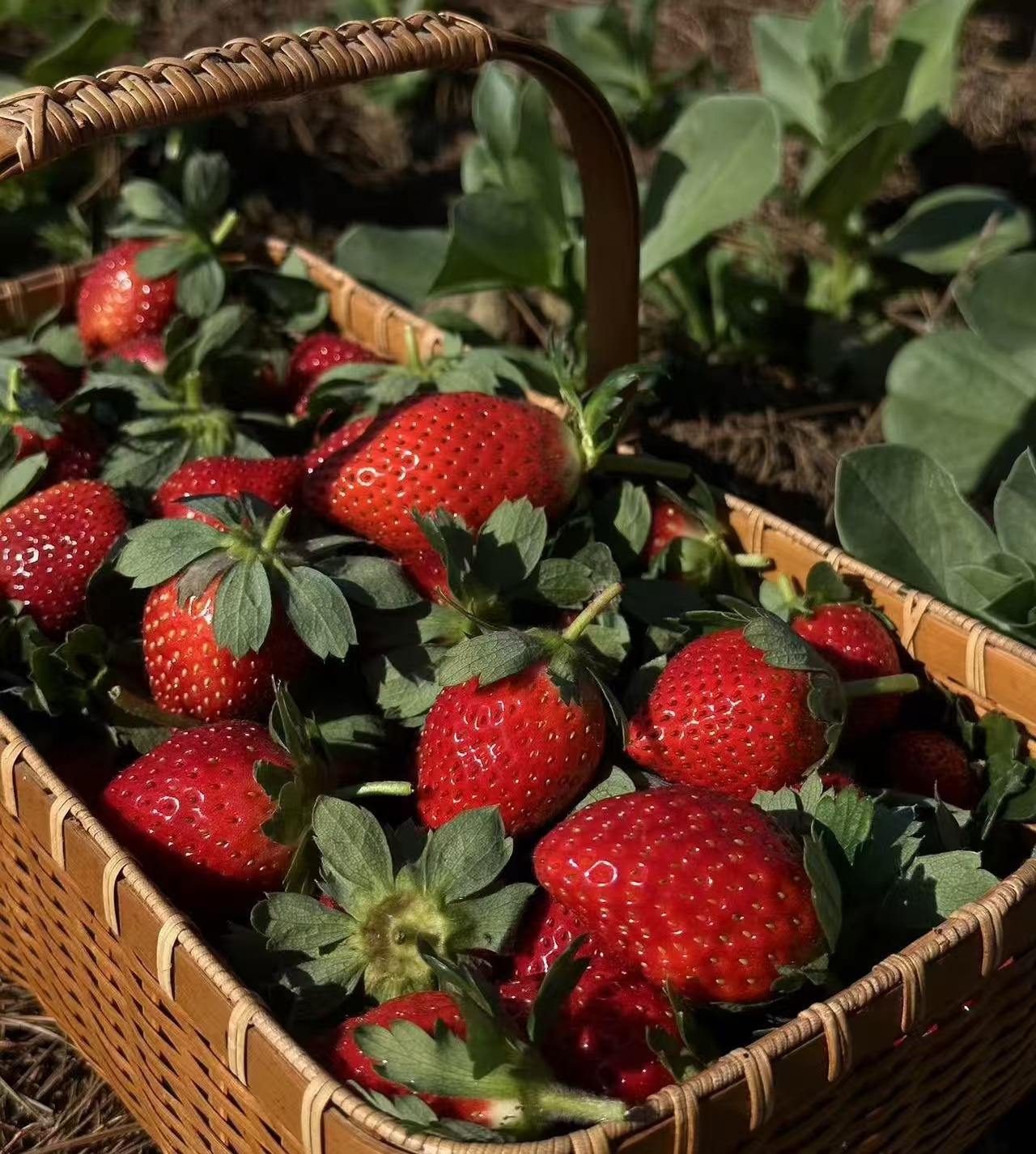 🍓草莓400g｜静物自产