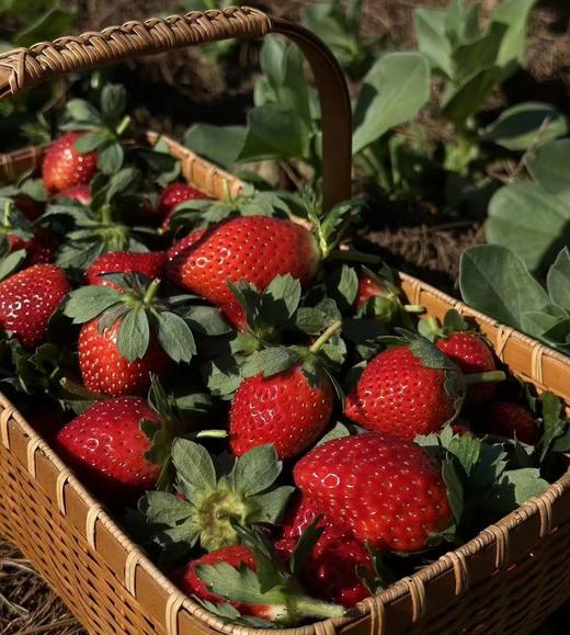 🍓草莓400g｜静物自产 商品图0