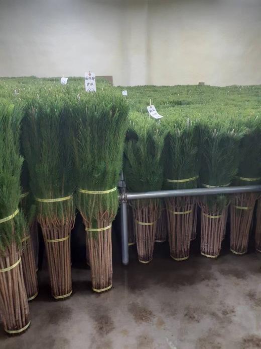 12月9日日本直松120cm-10支 商品图0