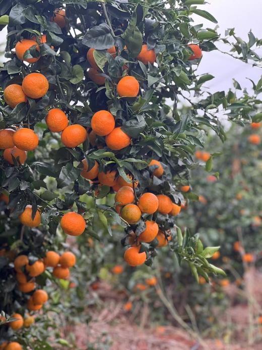 有机沃柑 商品图2