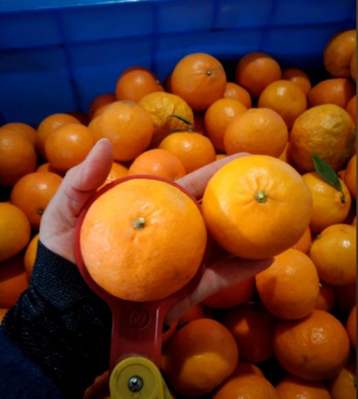 有机沃柑 商品图3